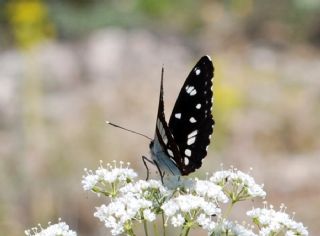 Akdeniz Hanmeli Kelebei (Limenitis reducta)