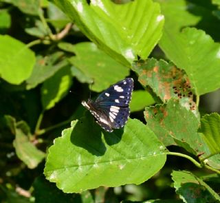 Akdeniz Hanmeli Kelebei (Limenitis reducta)