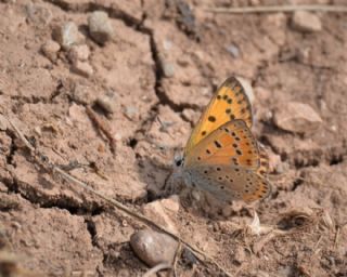 Kk Ate Gzeli (Lycaena thersamon)