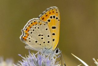 K���k Ate� G�zeli&nbsp;(Lycaena&nbsp;thersamon)