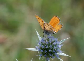 Kk Ate Gzeli (Lycaena thersamon)