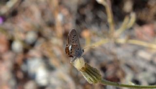 Mcevher Kelebei (Chilades trochylus)