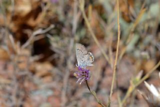 Mcevher Kelebei (Chilades trochylus)