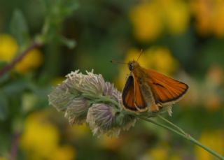 Sar� Antenli Z�pz�p&nbsp;(Thymelicus&nbsp;sylvestris)