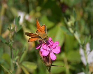 Sar Antenli Zpzp (Thymelicus sylvestris)