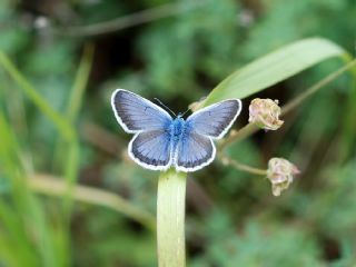 Gm Lekeli Esmergz (Plebejus argus)