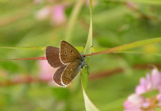 okgzl Amanda (Polyommatus amandus)