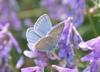 okgzl Amanda (Polyommatus amandus)