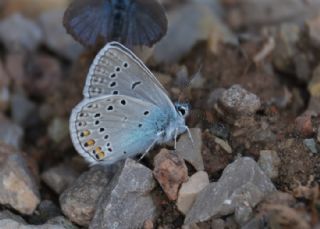 okgzl Amanda (Polyommatus amandus)