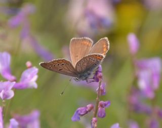 okgzl Amanda (Polyommatus amandus)
