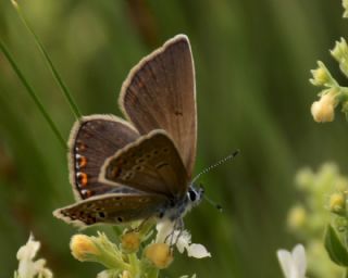 okgzl Amanda (Polyommatus amandus)