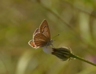 Anormal okgzl (Polyommatus admetus)