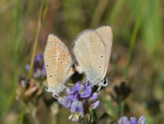 Anormal okgzl (Polyommatus admetus)