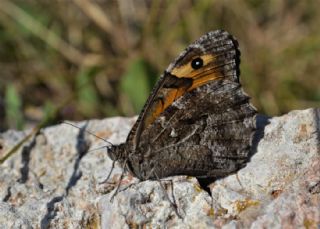 Anadolu Kzlmelei (Hipparchia pellucida)