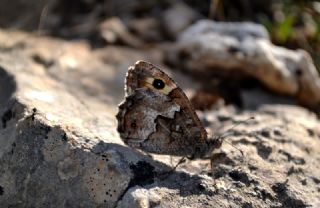 Anadolu Kzlmelei (Hipparchia pellucida)