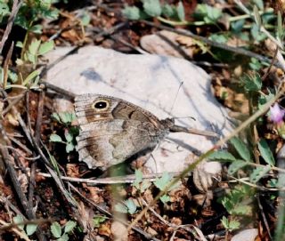 Aa Karamelei (Hipparchia statilinus)