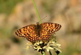 Benekli Byk parhan (Melitaea phoebe)