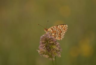 Benekli Byk parhan (Melitaea phoebe)