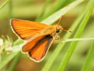 Siyah Antenli Zpzp (Thymelicus lineolus)