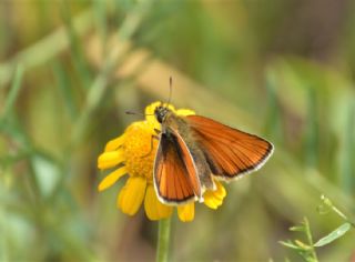 Sar Antenli Zpzp (Thymelicus sylvestris)