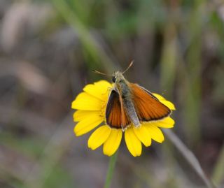 Siyah Antenli Zpzp (Thymelicus lineolus)