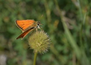 Sar Antenli Zpzp (Thymelicus sylvestris)