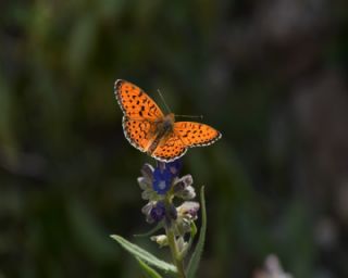 ift Noktal Brentis (Brenthis hecate)