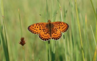ift Noktal Brentis (Brenthis hecate)