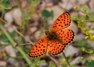 ift Noktal Brentis (Brenthis hecate)