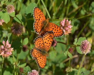 ift Noktal Brentis (Brenthis hecate)
