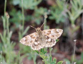 Mermer Zpzp (Carcharodus lavatherae)