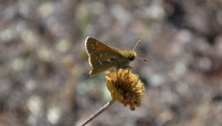 Gm Benekli Zpzp (Hesperia comma)