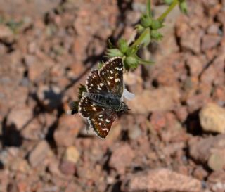 Kzl Zpzp (Spialia orbifer)