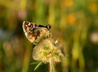 Gzel Zpzp (Pyrgus cinarae)