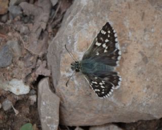 Gzel Zpzp (Pyrgus cinarae)