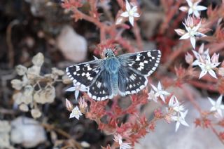 Gzel Zpzp (Pyrgus cinarae)