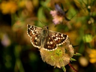 Gzel Zpzp (Pyrgus cinarae)