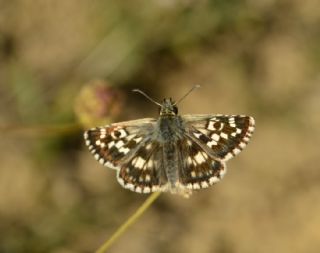 Gzel Zpzp (Pyrgus cinarae)