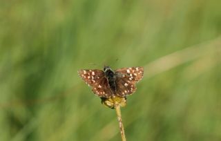 Ege Zpzp (Pyrgus melotis)