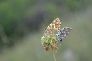 Kzl Zpzp (Spialia orbifer)