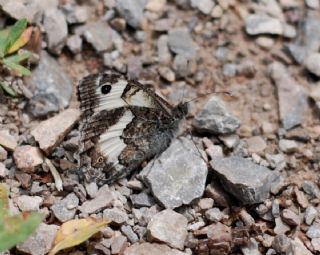 Anadolu Yalanccads (Pseudochazara anthelea)