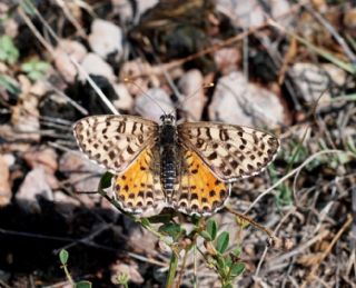 Kafkasyal parhan (Melitaea interrupta)