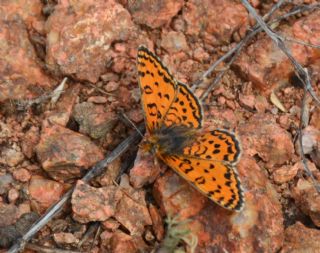 Gzel parhan (Melitaea syriaca)