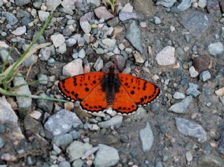 Benekli parhan (Melitaea didyma)