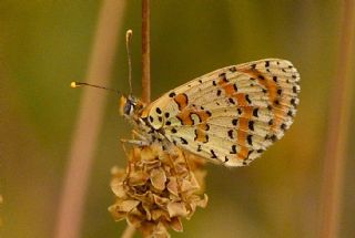 ranl parhan (Melitaea persea)