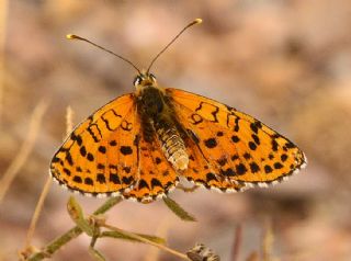 ranl parhan (Melitaea persea)