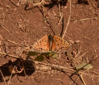 ranl parhan (Melitaea persea)