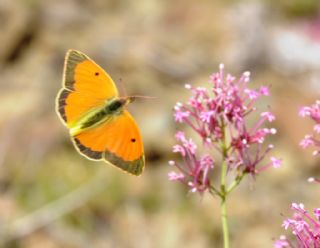 Anadolu Azameti (Colias aurorina)