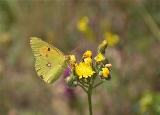 Anadolu Azameti (Colias aurorina)