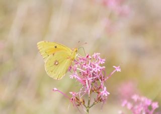 Anadolu Azameti (Colias aurorina)